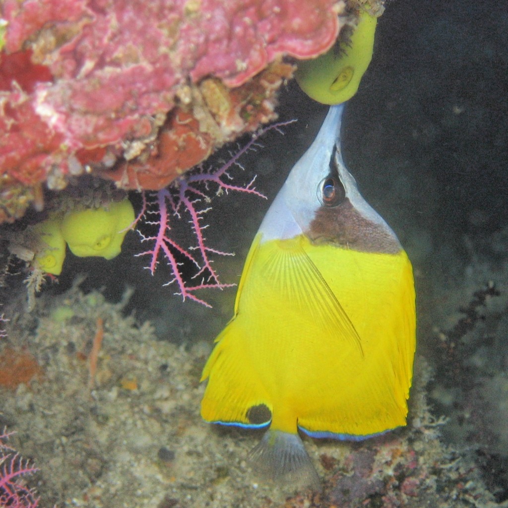 Forcipiger longirostris (Pesce farfalla dal naso lunghissimo)